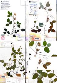 Image result for Dumasia