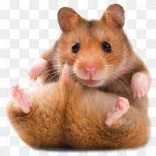Upload download add to wardrobe 4px arm (classic) background hamster cult Hamster Transparent Background Teddy Bear Hamster Hd Png Download 737x727 2366486 Pngfind