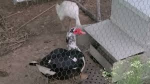 Everything You Need To Know About Dine A Chook Chicken Feeders