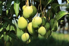 Mango kesar (grafted) plant buy online at low price from largest plant nursery free pot included. Mango Farming Cultivation Aam Guide For Beginners Agri Farming