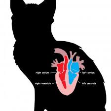 Your doctor can hear these sounds with a stethoscope. Understanding Cat Heart Murmurs Lovetoknow