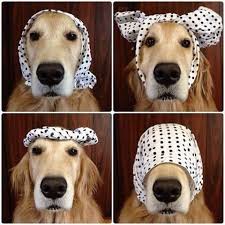 And Remember A Simple Headscarf Can Jazz Up Any Outfit Cute Animals Animals Funny Animals