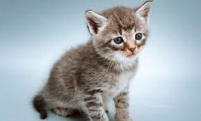 Look at pictures of kittens in portland who need a home. These Tulsa Based Kittens Are Up For Adoption And In Need Of A Good