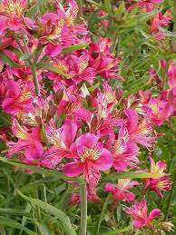 Tanaman hias adalah jenis tanaman yang biasa dipakai untuk mempercantik ruangan, halaman rumah atau kantor. Cara Menanam Dan Merawat Tanaman Hias Jenis Tanaman Berumbi Aneka Hewan Peliharaan Dan Tanaman Hias