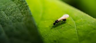 Put the tape as close as possible to the. All You Need To Know About Flying Ants Fantastic Pest Control