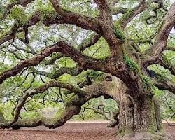 Image of Live Oak tree