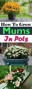 How To Grow Chrysanthemums In Pots Mums Flowers Chrysanthemum Growing Chrysanthemum Plant