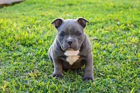 What is a micro american bully? American Bully A Gentle And Loving Giant Perfect Dog Breeds