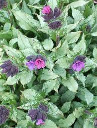 These Shade Loving Flowering Plants Are The Perfect Solution For Your Shady Spots In Your Yard Shade Flowers Shade Perennials Perennials