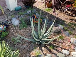 Image result for Aloe spicata