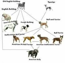 Expository Pitbull Chart Pitbull Diet Chart Ii Dog And Vet