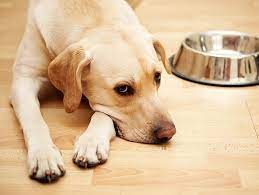 From the 5th week onwards, increase your dog's food allowance by. How Often Should You Feed Your Dog Petfinder