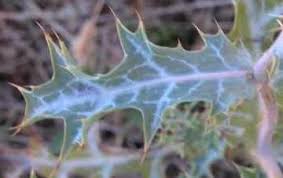 Image result for Argemone ochroleuca