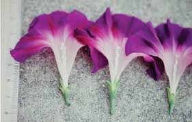 Image result for Ipomoea ephemera