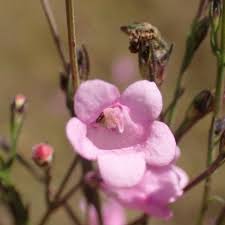 Image result for Micrargeria filiformis