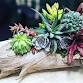Living Succulent Driftwood Centerpiece Workshop