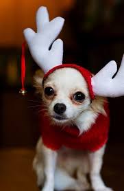 Chi Chi Puppy Reindeer Noel Des Animaux Papa Noel Animaux