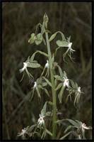 Image result for Habenaria schimperiana