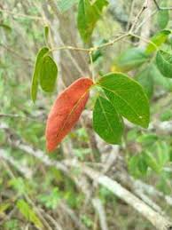 Image result for Croton dichogamus