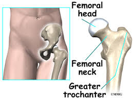 They are important for stabilising the body and for moving the legs. Hip Anatomy Orthogate