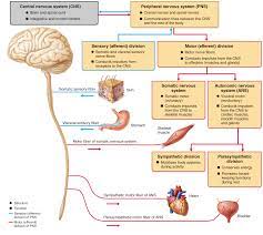 The Functional Organization Of The Nervous System Nervous System Nervous System Anatomy Peripheral Nervous System