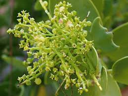 Image result for Gymnosporia senegalensis