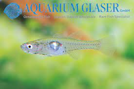 Gobiopterus Chuno Aquarium Glaser Gmbh