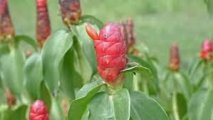 Image result for Costus