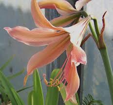 Image result for Hippeastrum