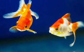 15 Best Goldfish Tank Mates (With Pictures) - AquariumNexus