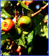 Image result for Vangueria madagascariensis