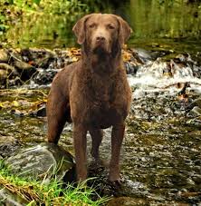 Black And White Chesapeake Bay Retriever Chesapeake Bay Retriever Hunting The Chesapeake Bay Retriever Is A Large Sized Breed Of D Cheasapeake Bay Retriever Large Dog Breeds Chesapeake Bay Retriever