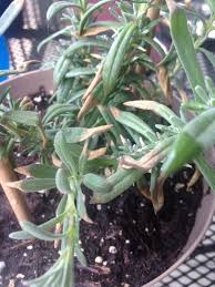 Happy bean plant turning black. Lavender Leaf Tip Browning When Lavender Leaf Tips Or Whole Leaves Turn Brown And Sometimes Fall Off Its An I Lavender Leaves Potted Lavender Lavender Plant
