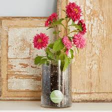 September Birth Flower Gift Ideas Garden Gear Shop