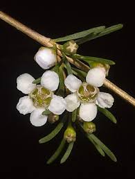 Image result for Asterochaete