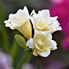Image result for Freesia grandiflora