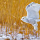 Weekends at Trailside: Awesome Owls event image