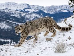 The snow leopard is a famous book that recounts the author's 1973 journey to the remote mountains of nepal with field biologist george schaller, who went to study the himalayan blue sheep. The Big Cats Decline Is Understated Making Numbers Of Snow Leopards In The Wild Impossible To Determine The Independent The Independent