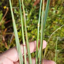 Image result for Eragrostis atrovirens