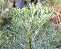 De plant colakruid heeft een sterk cola aroma. Colakruid