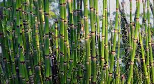 The rush like, slender stems do not leaf or flower. How To Grow Or Get Rid Of Horsetail Plant