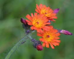 Satisfaction guarantee · fresh flower guarantee · same day delivery Orange Hawkweed Control Program City Of Hobart Tasmania Australia