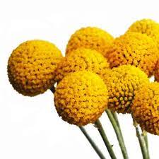 Craspedia Billy Balls Yellow Flower Fiftyflowers Com Yellow Flowers Billy Balls Craspedia