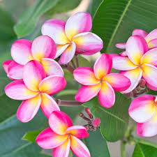 Maybe you would like to learn more about one of these? Plumeria Flower Tree Novocom Top