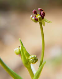 Image result for Camptorrhiza strumosa