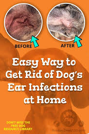 The Secret To Getting Rid Of Ear Infections In Your Dog At Home Dogs Ears Infection Dog Ear Infection Treatment Dog Ear Infection Remedy