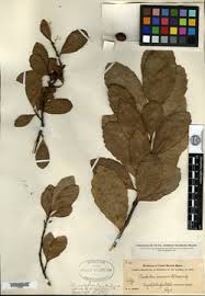 Image result for Allocassine laurifolia