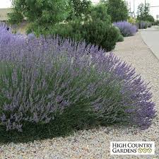 Planting a lavender hedge can bring new life to your garden. Grosso French Lavender Lavender Plant French Lavender Garden High Country Gardens