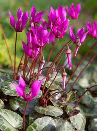 Cyclamen Purpurascens Green Ice Frost Hardy Perennial Flax Flowers Beautiful Flowers Fragrant Plant
