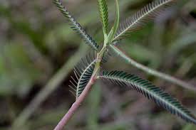 Image result for Aeschynomene